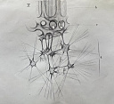 Фото 3. Задняя половина M. Tensoris chorioideae по плоскости. Рисунок к диссертации Ф. Ерофеева «О внутриглазных мышцах человека». С.-Петербург. 1880 г.