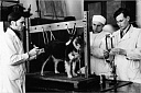 Студенты-кружковцы. Томск. 1954 г. Е.Д. Гольдберг первый справа